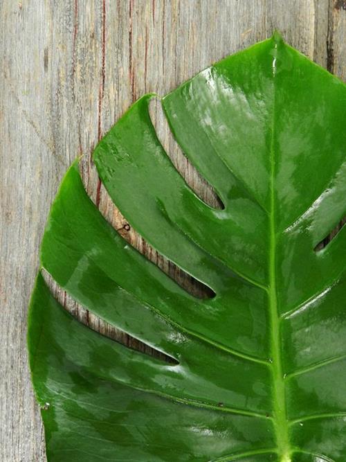 MONSTERA  TROPICAL GREENS